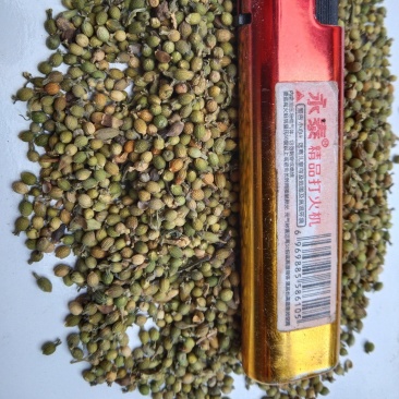百蕊草种子，麦黄草种子，小米草种子，青龙草，野胡麻