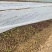 平阴四季玫瑰苗紫枝玫瑰中天玫瑰寒冷地区种植产量更高