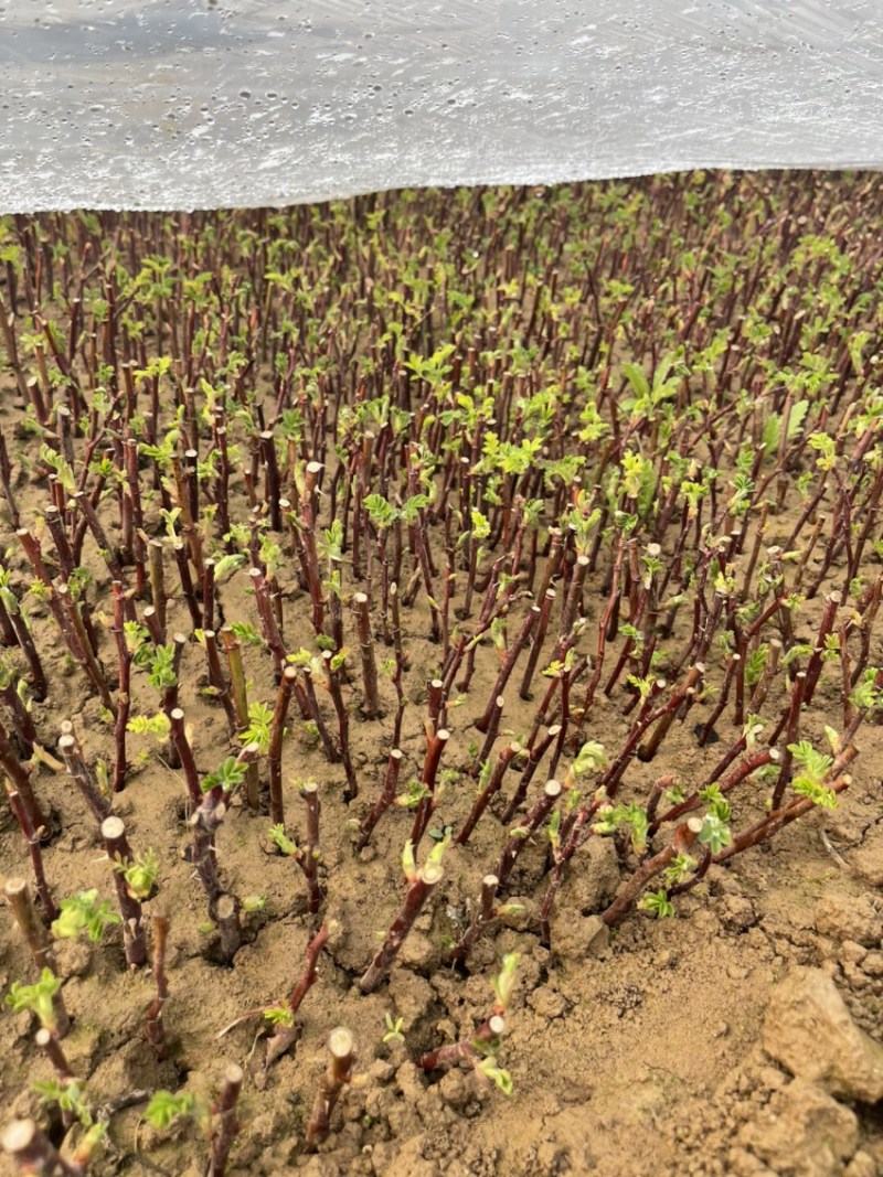 平阴四季玫瑰苗紫枝玫瑰中天玫瑰寒冷地区种植产量更高