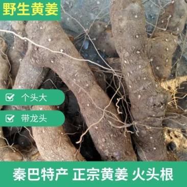 陕西汉中黄姜野生大火头根新鲜野黄姜火藤根批发，零售