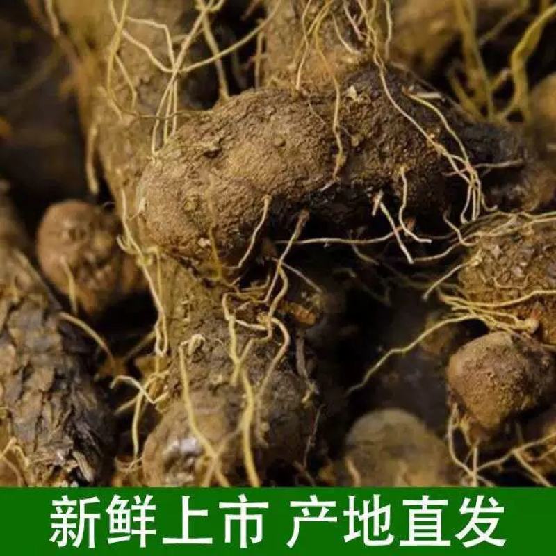 陕西汉中黄姜野生大火头根新鲜野黄姜火藤根批发，零售