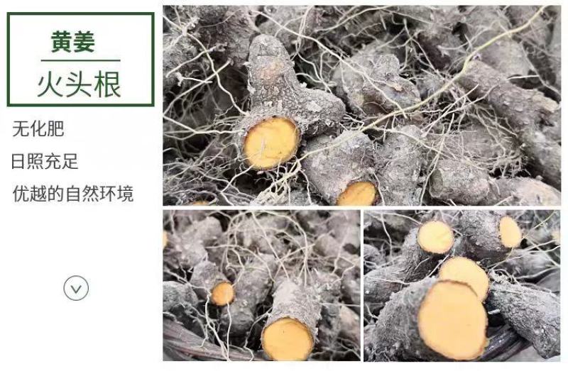 陕西汉中黄姜野生大火头根新鲜野黄姜火藤根批发，零售