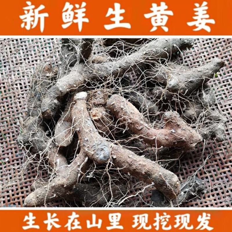 陕西汉中黄姜野生大火头根新鲜野黄姜火藤根批发，零售