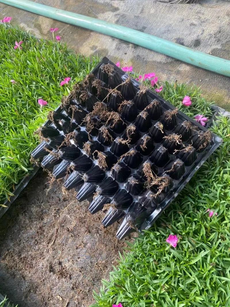 欧石竹穴盘苗欧石竹杯苗欧石竹小苗欧石竹种苗基地批发