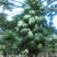 【木瓜苗】水果木瓜组培苗规格8-20公分，欢迎电话咨询