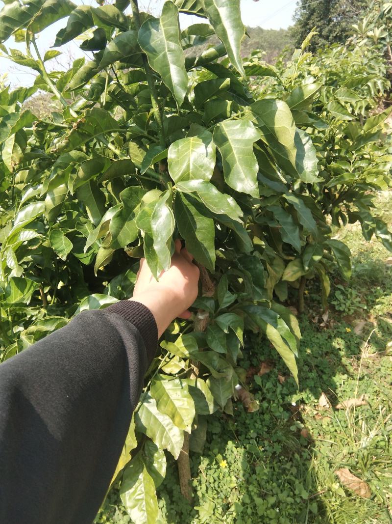 黑黄皮鸡心黄皮无核黄皮紫色黄皮嫁接苗
