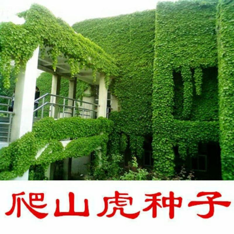 爬山虎种子爬藤种子秋播发芽无忧
