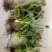 草莓苗20~30cm，河北保定清苑基地货源。