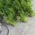 芦蒿，天龙芦蒿种植合作社，质量保证，信誉第一，