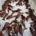 小龙虾与鱼种混养6-8钱（30-40克）活虾