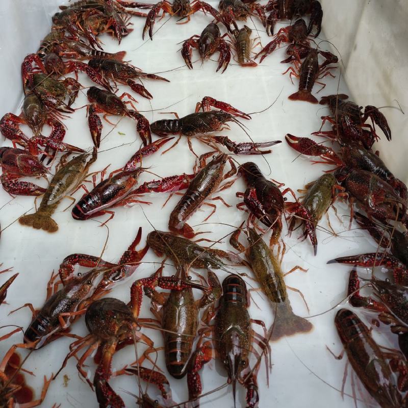 小龙虾与鱼种混养6-8钱（30-40克）活虾
