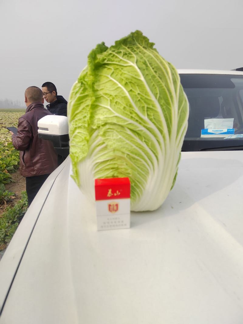 黄心白菜（视频看货，产地直发。大量上市中）