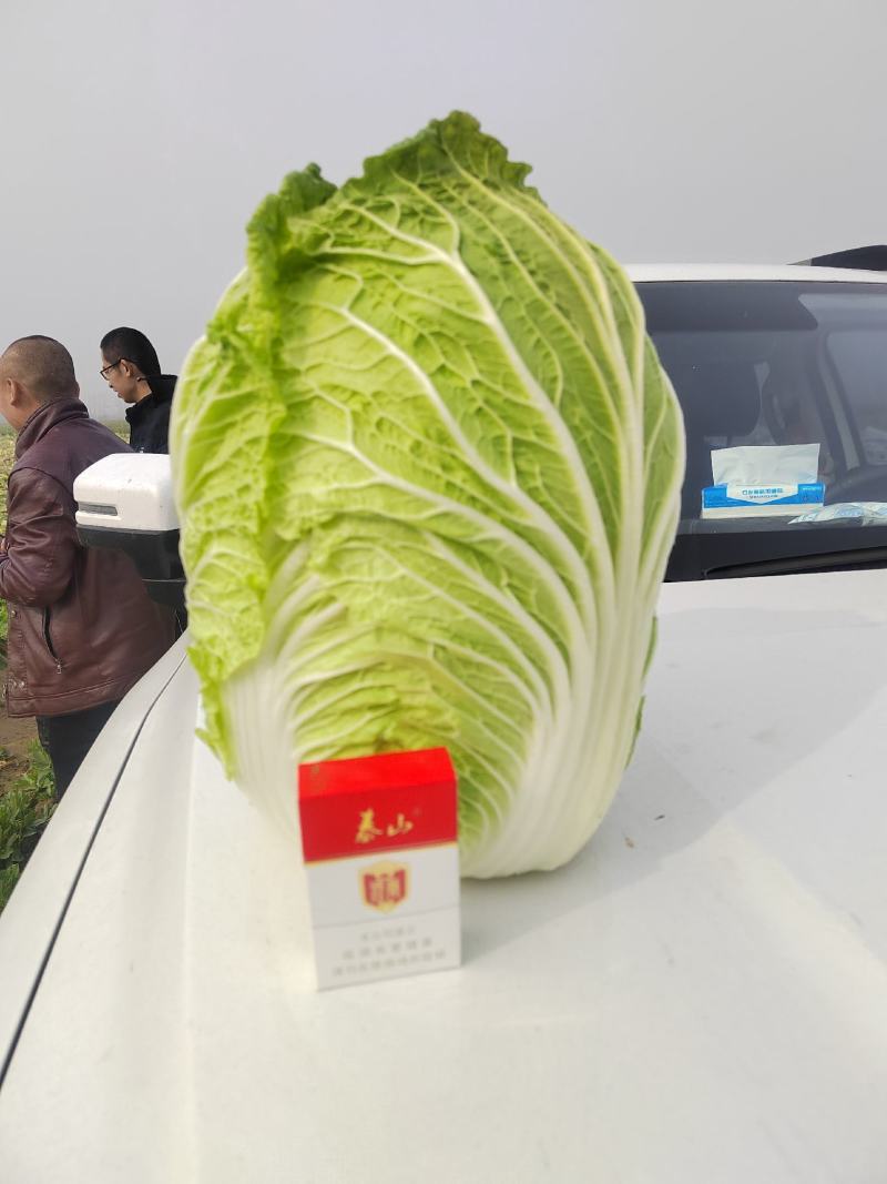 精品青州白菜（视频看货，产地直发）