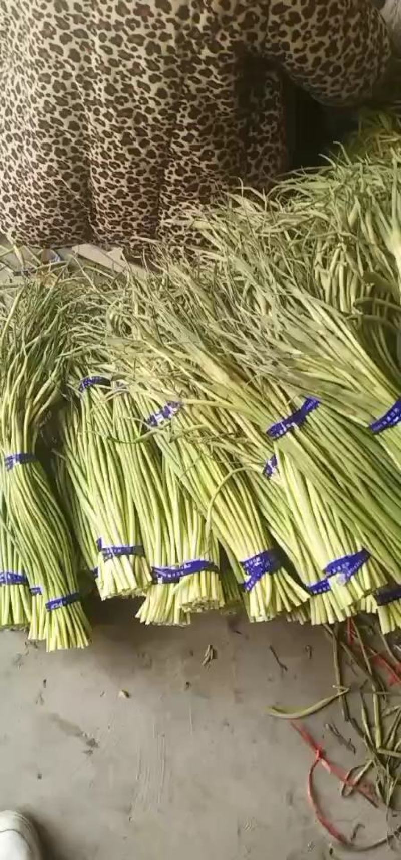 金乡红苞蒜薹。大量有货，价格便宜，适合发市场，诚信合作