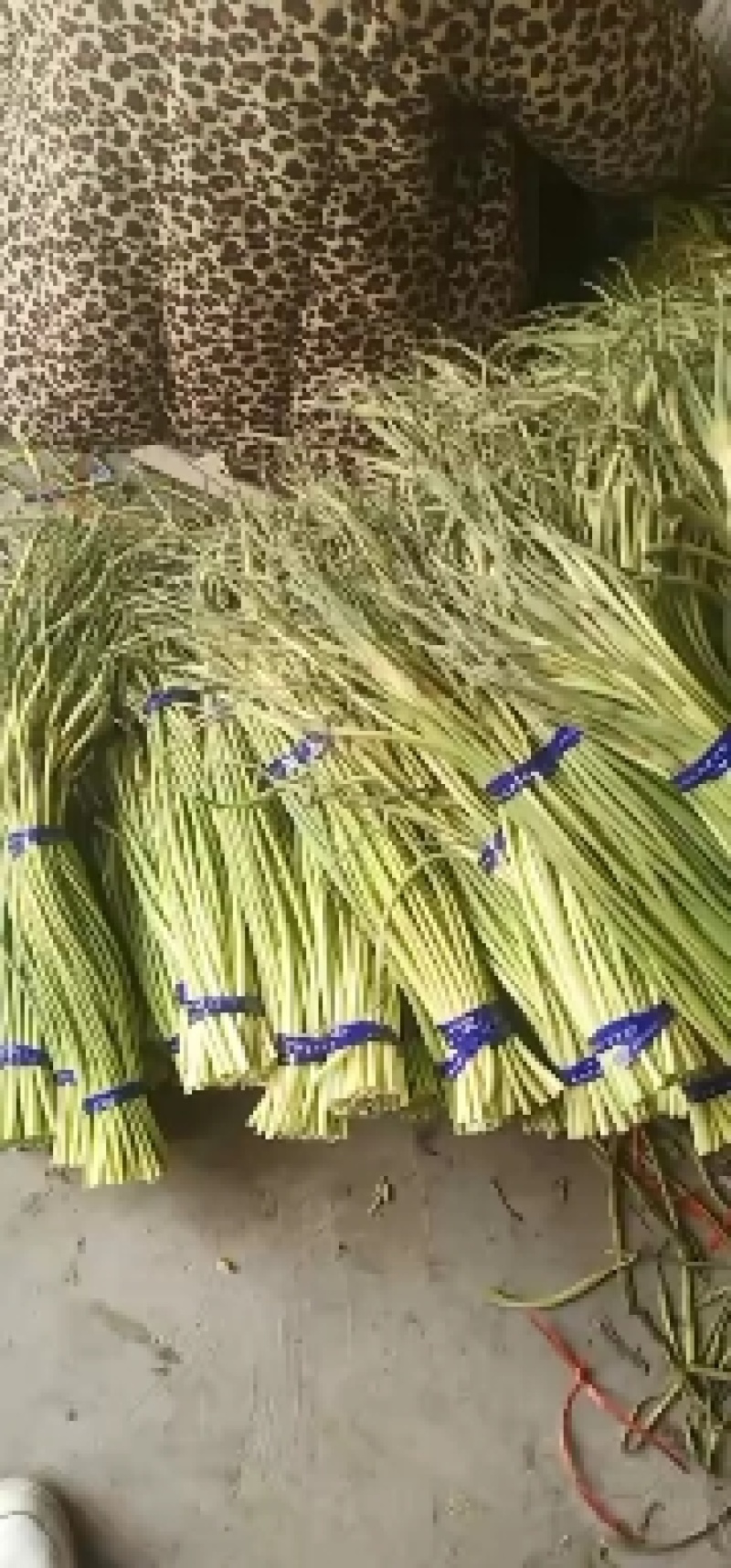 金乡红苞蒜薹。大量有货，价格便宜，适合发市场，诚信合作