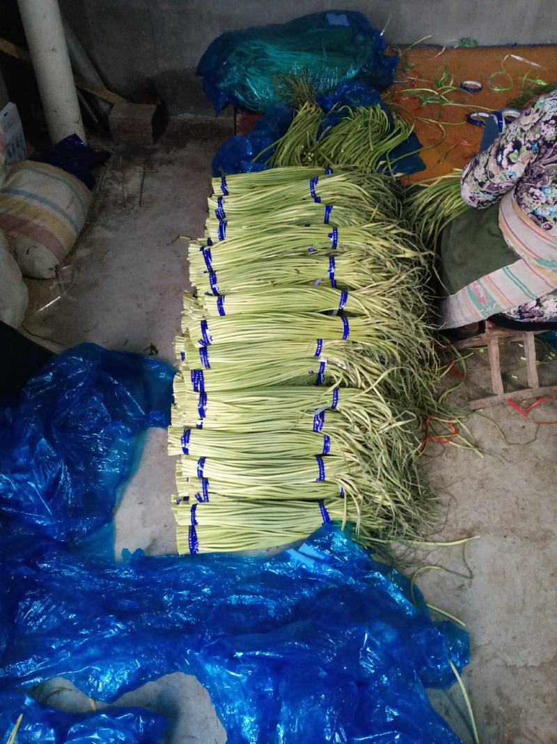 金乡红苞蒜薹。大量有货，价格便宜，适合发市场，诚信合作