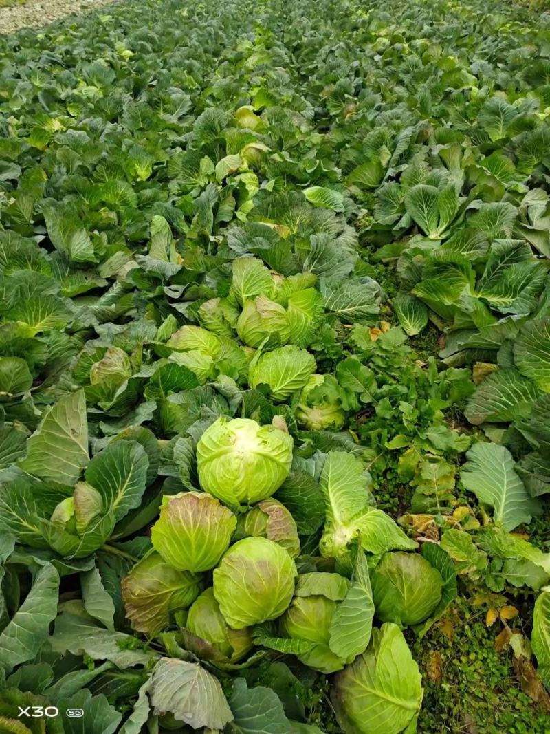 大量扁包，甘蓝上市中，产地直销，诚信经营，合作共赢。