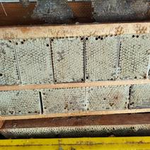 出售蜂巢蜜，椴树蜜，自产自销，东北野生蜂蜜。