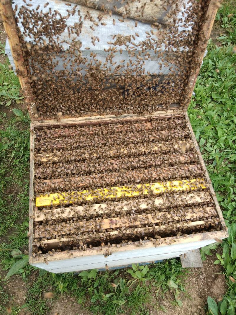 出售蜂巢蜜，椴树蜜，自产自销，东北野生蜂蜜。