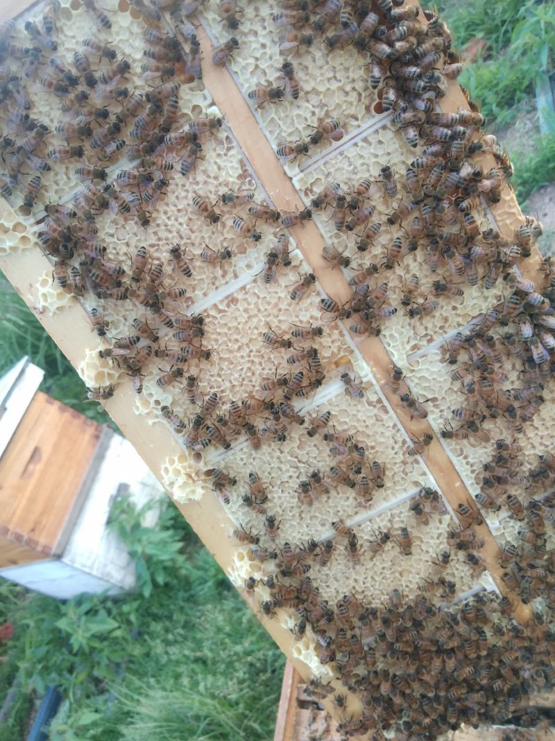 出售蜂巢蜜，椴树蜜，自产自销，东北野生蜂蜜。