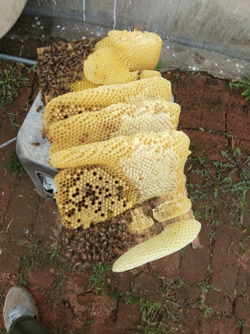 出售蜂巢蜜，椴树蜜，自产自销，东北野生蜂蜜。