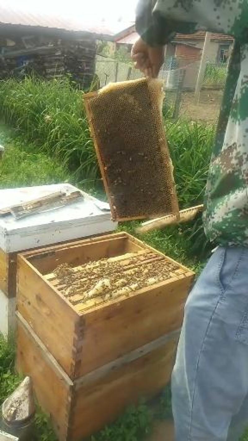 出售蜂巢蜜，椴树蜜，自产自销，东北野生蜂蜜。