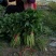 龙薯九号地瓜苗西瓜红地瓜苗，哈密地瓜苗