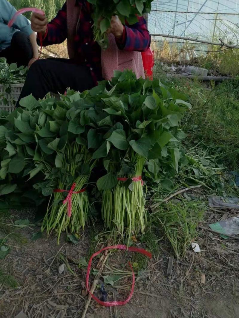 龙薯九号地瓜苗西瓜红地瓜苗，哈密地瓜苗