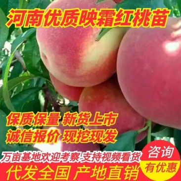 河南优质映霜红桃苗存活率高规格齐全产地直销全国代发