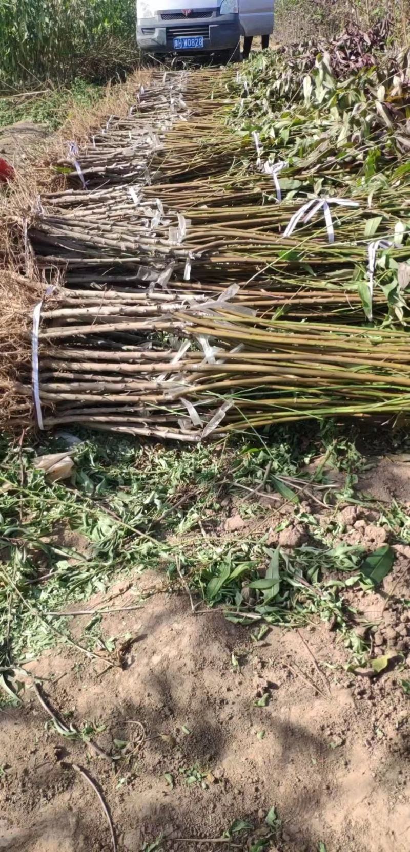 河南优质映霜红桃苗存活率高规格齐全产地直销全国代发