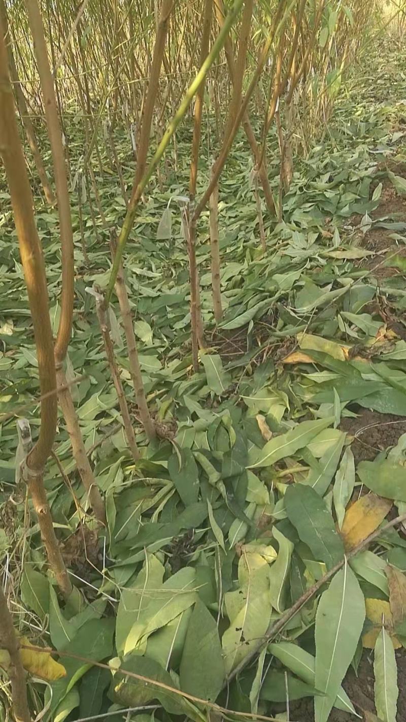 河南优质映霜红桃苗存活率高规格齐全产地直销全国代发