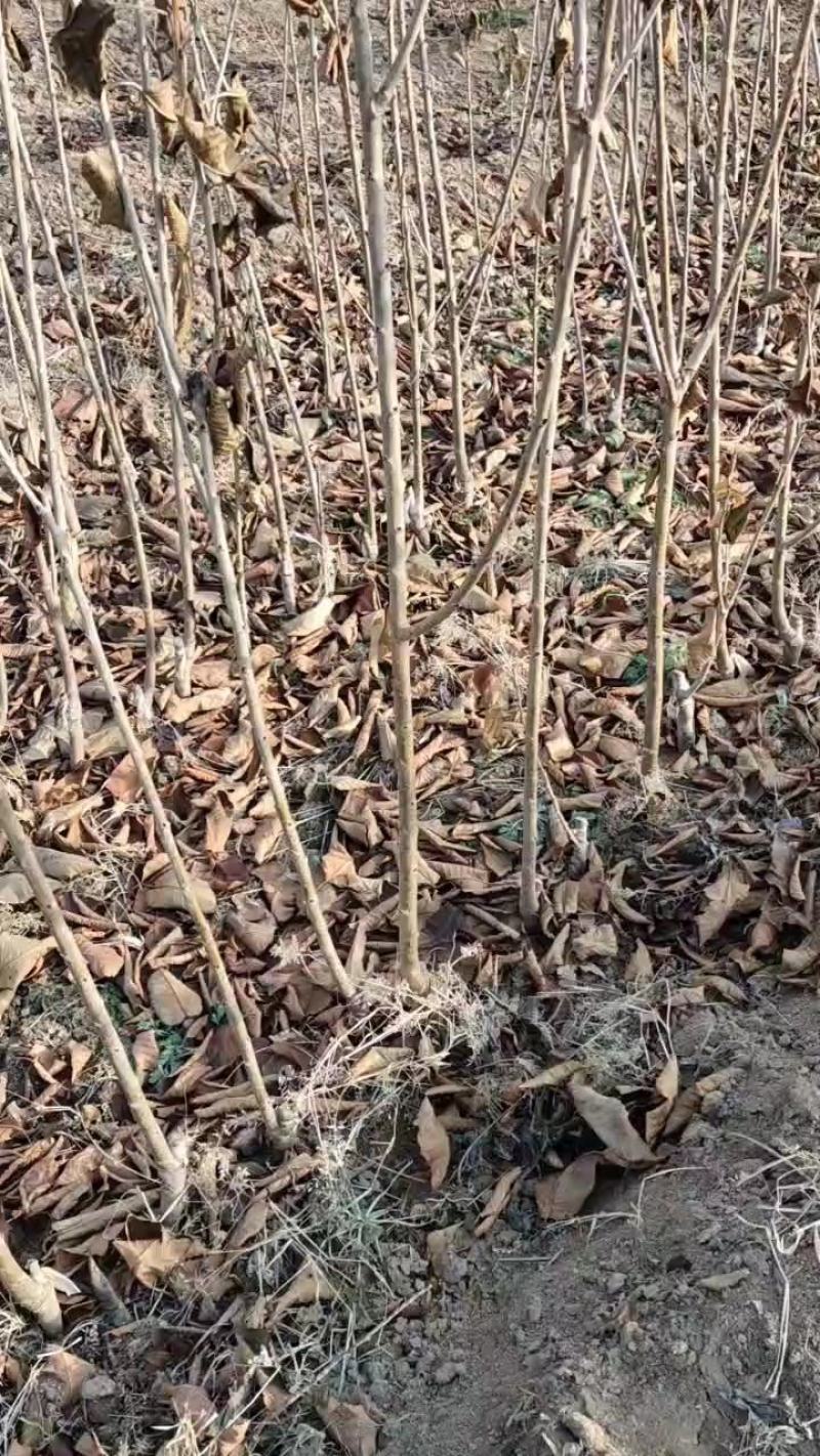 山西生土地选育优良品种樱桃树苗