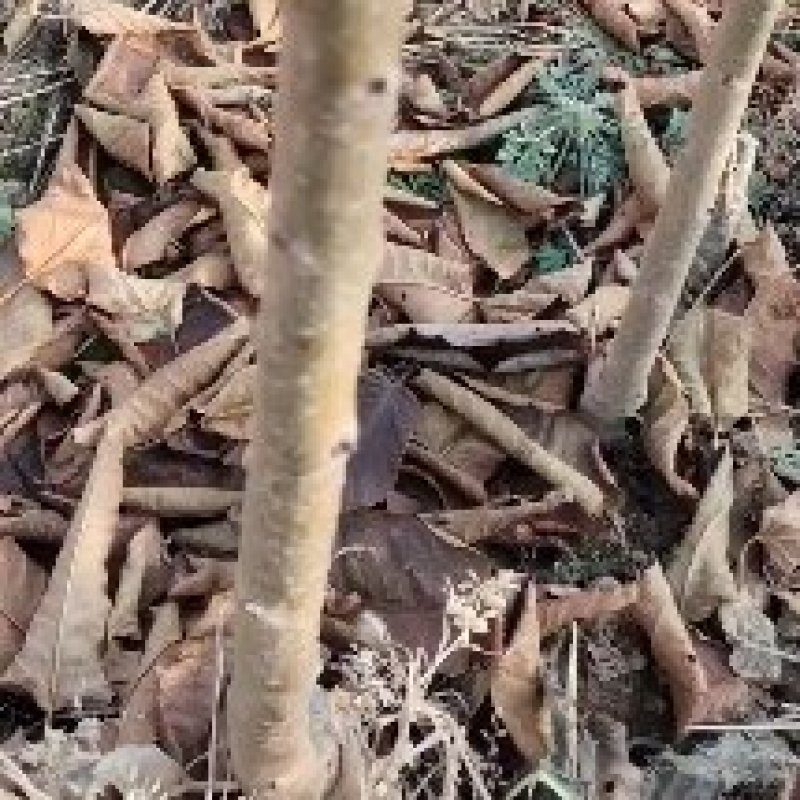 山西生土地选育优良品种樱桃树苗