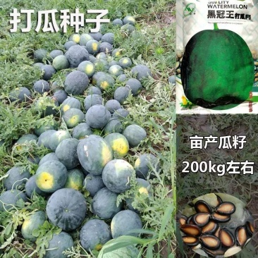 打瓜籽种子，200克