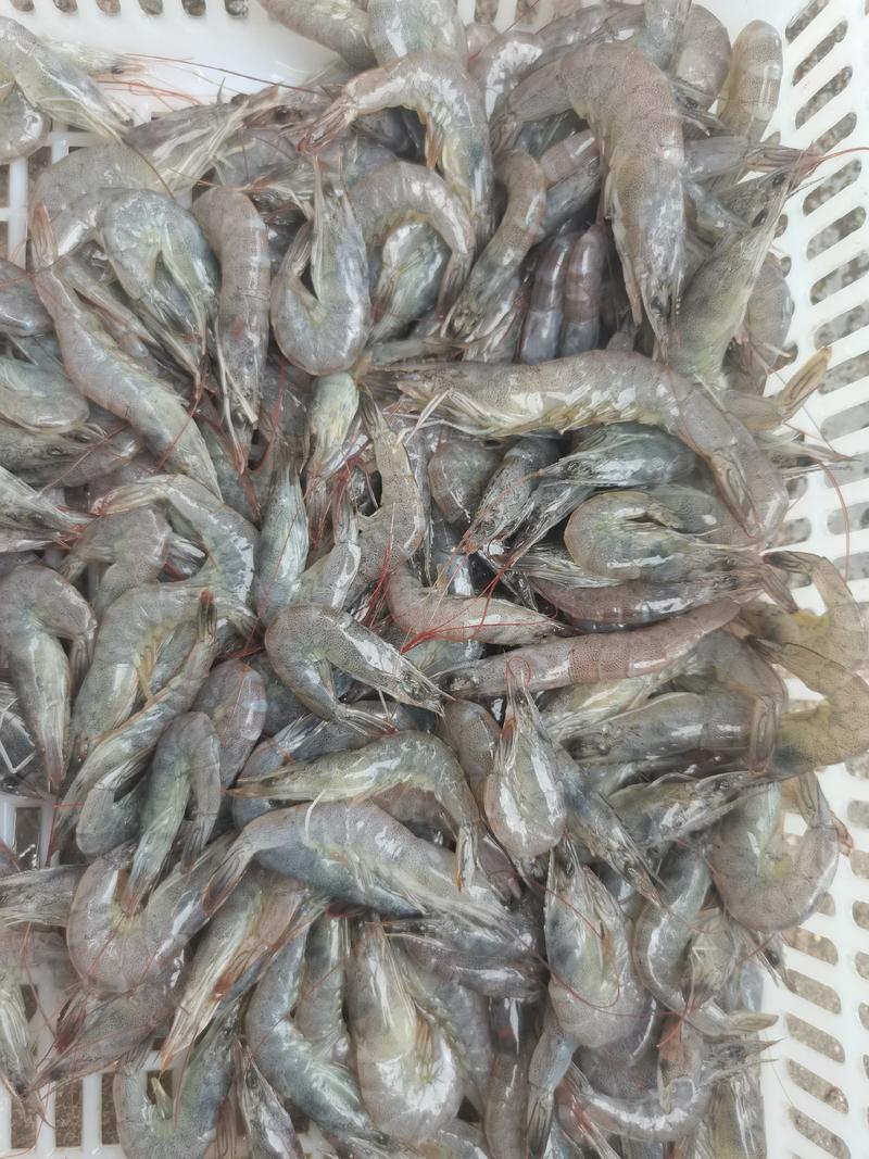 基围虾，南美白对虾70/80头左右熟冻虾10斤装