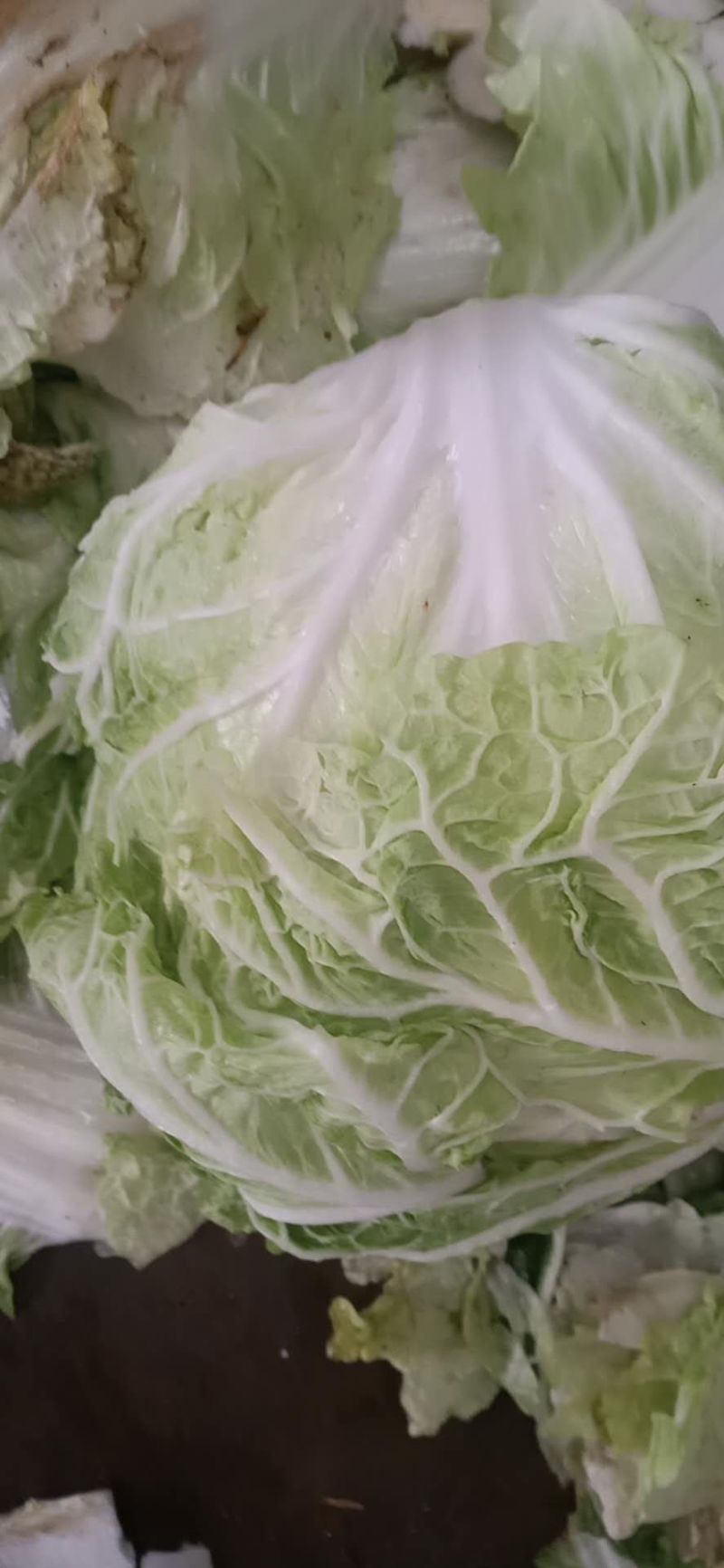 白菜