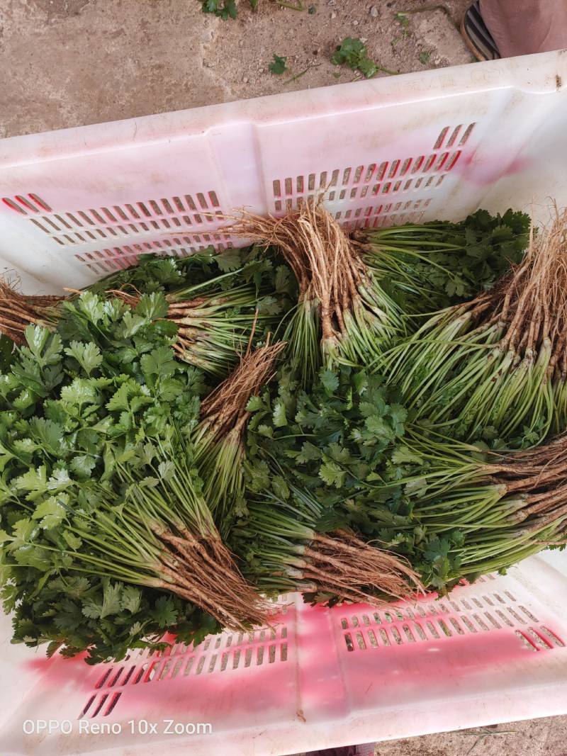 香菜货源充足产地直销质量好新鲜上市欢迎采购
