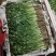香菜货源充足产地直销质量好新鲜上市欢迎采购