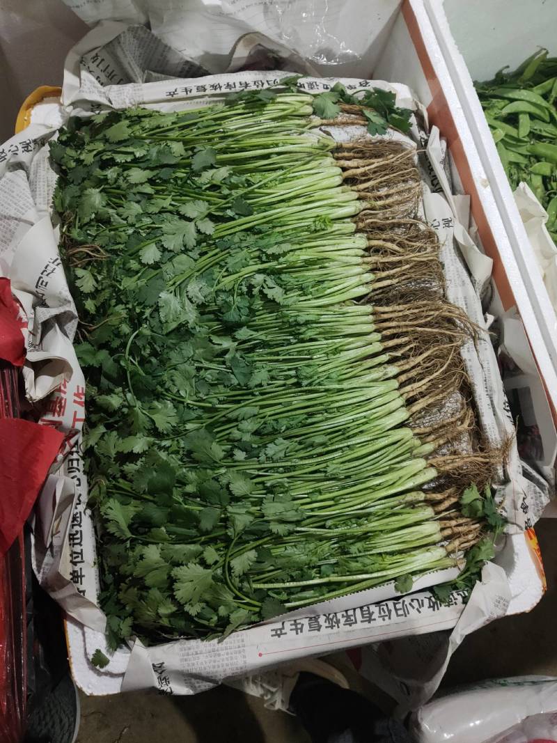 香菜货源充足产地直销质量好新鲜上市欢迎采购