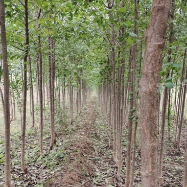 山西多年生苗圃地定植优良品种暴马丁香树苗