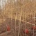 山西多年生苗圃地定植优良品种暴马丁香树苗