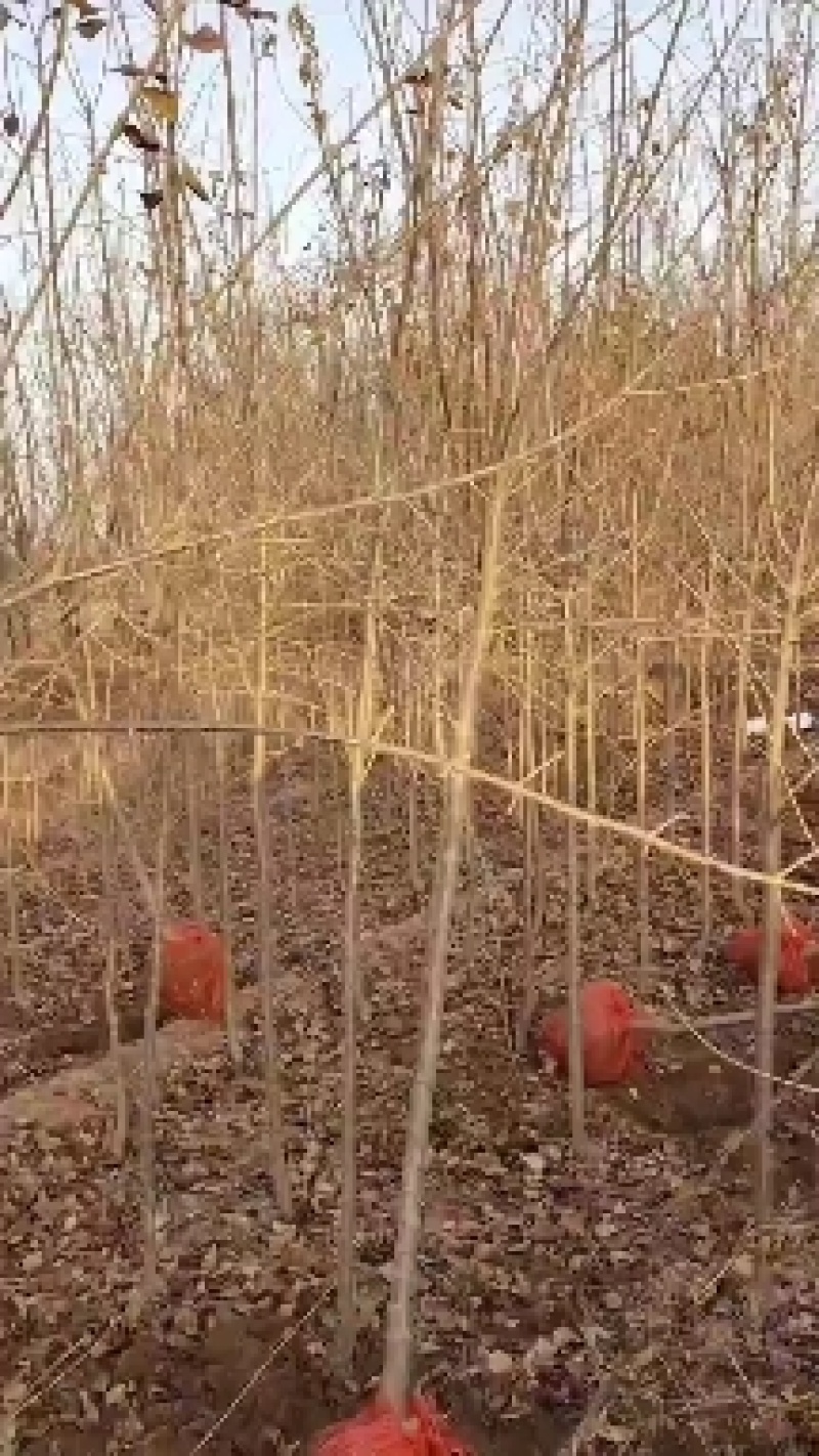 山西多年生苗圃地定植优良品种暴马丁香树苗