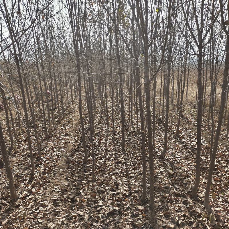 山西多年生苗圃地定植优良品种暴马丁香树苗