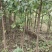 山西多年生苗圃地定植优良品种暴马丁香树苗