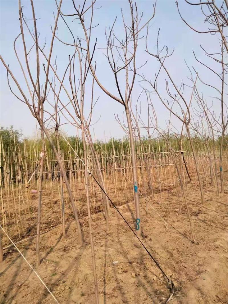 保定火炬树5-6-7公分发帽火炬树联体经营