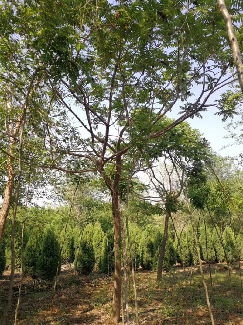 保定火炬树5-6-7公分发帽火炬树联体经营