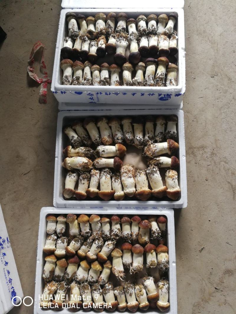 赤松茸，鲜货，干货都有量销售