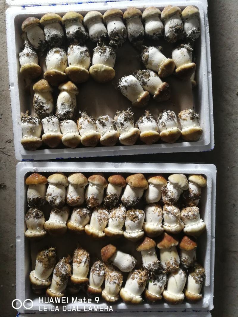 赤松茸，鲜货，干货都有量销售