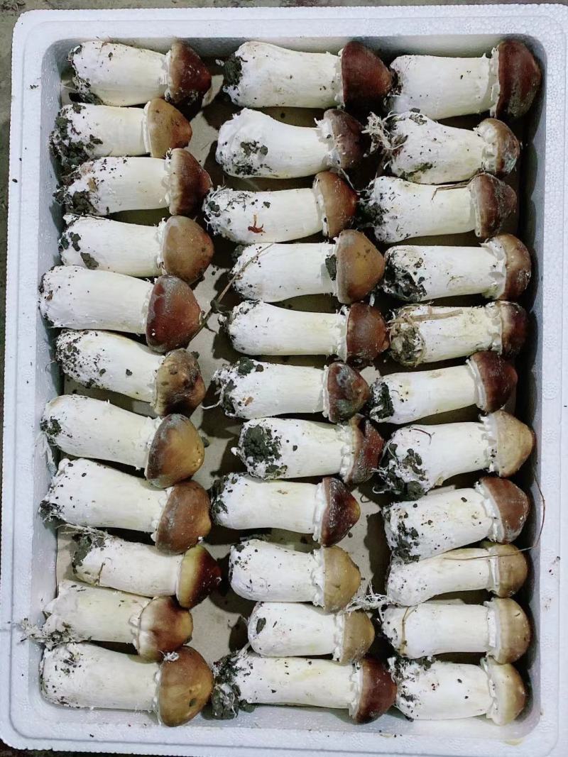 赤松茸，鲜货，干货都有量销售
