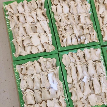 赤松茸，鲜货，干货都有量销售